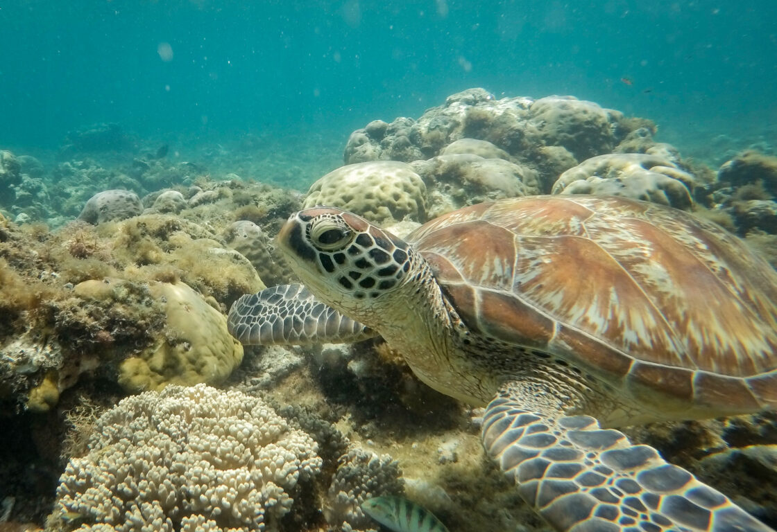 a close up of a turtle swimming in the sea on a coral bed with dark markings and a fish with black stripes swims underneath it