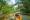 a man in an orange vest cruising on the river in Borneo