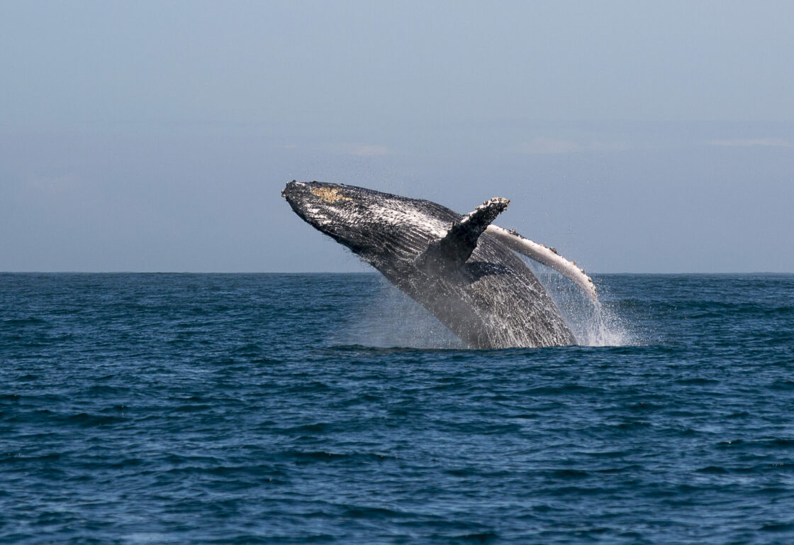 whale jumping in the ocean - whale watching in Sri Lanka
