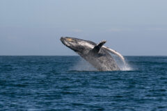 whale jumping in the ocean - whale watching in Sri Lanka