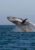 whale jumping in the ocean - whale watching in Sri Lanka