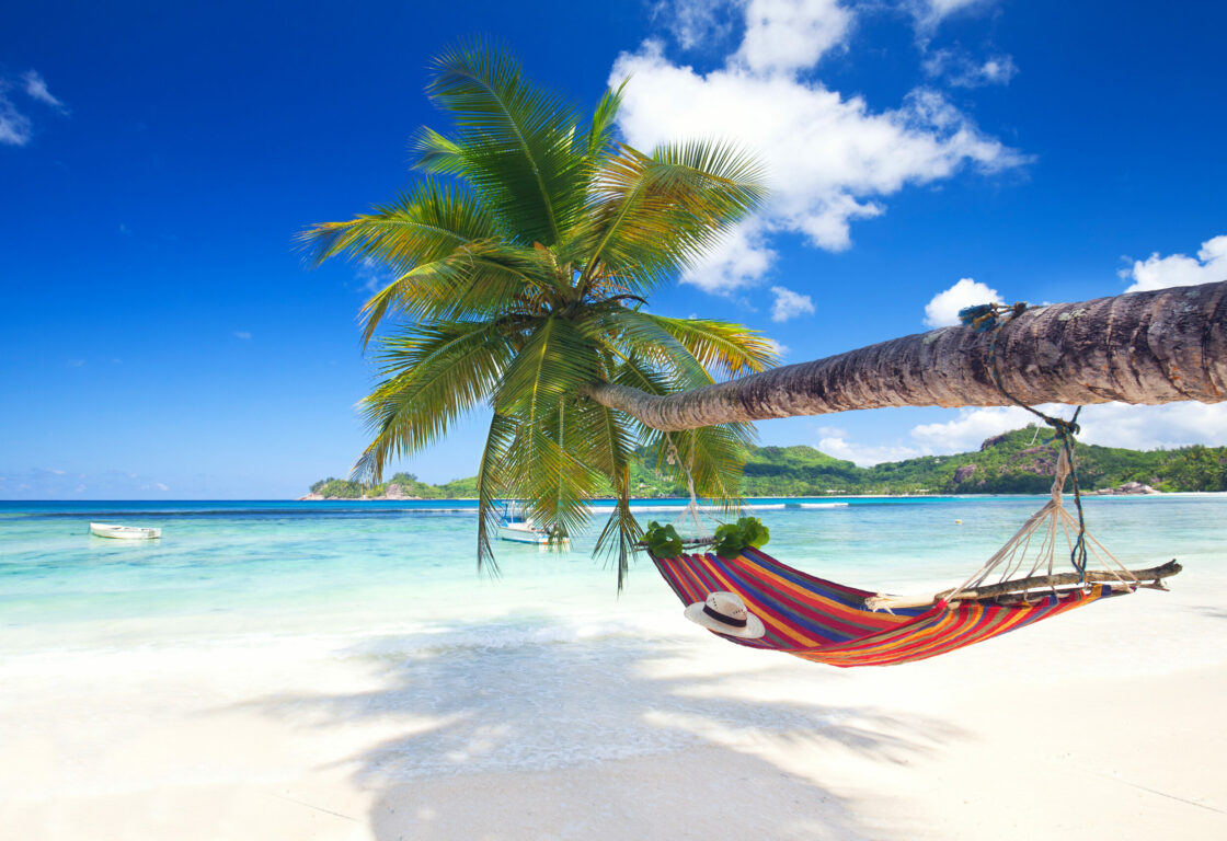 palm tree with a hammock overlooking the ocean