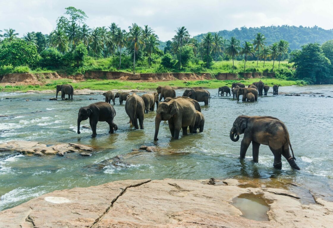 Elephant gathering around a river