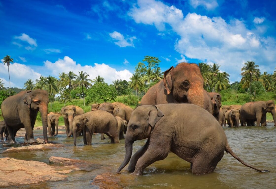 Elephants in Sri Lanka