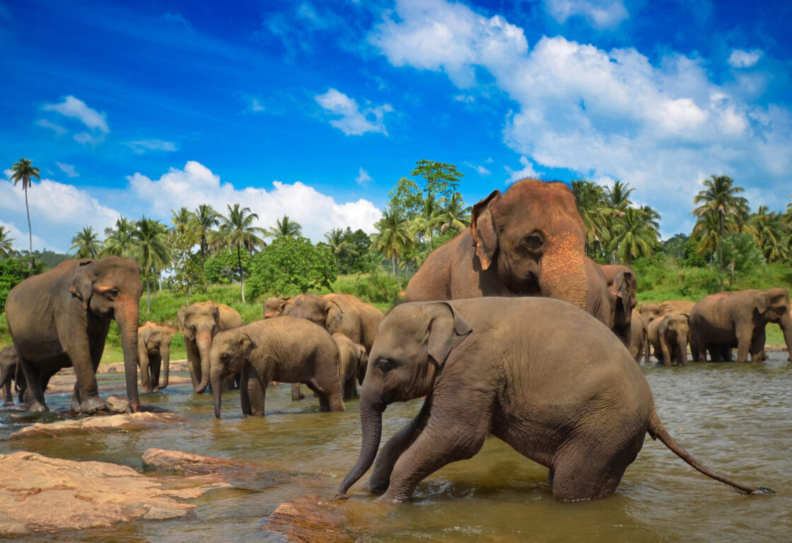 Elephants in Sri Lanka