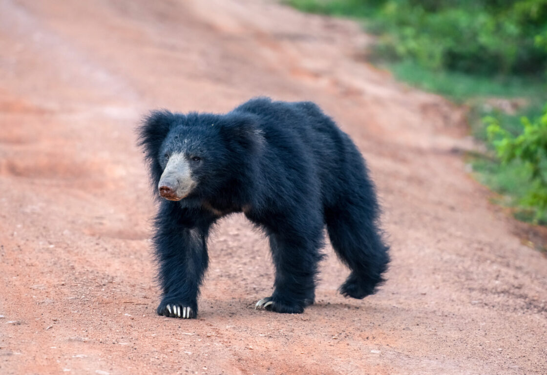 sloth bear crossing a path in Sri Lanka