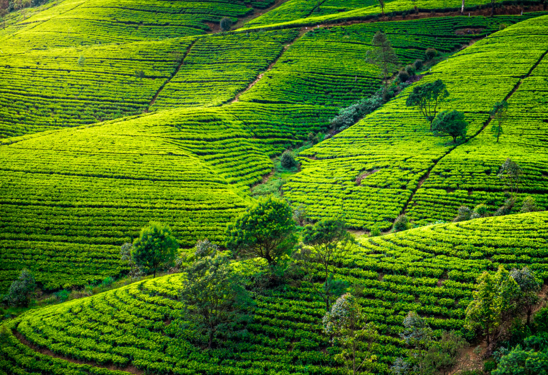 Green Tea Hills in Sri Lanka