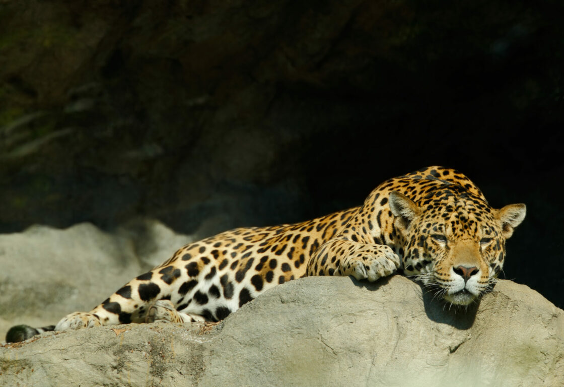 Leopard sleeping on a stone in Yala National Park