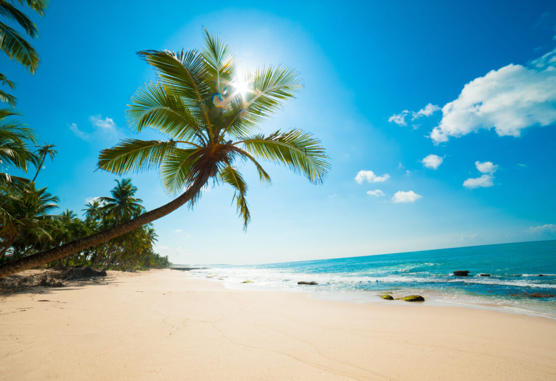 Sri Lankan beach with a palm tree