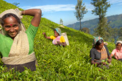 tea pluckers in tea hills in Sri Lanka with basket full of fresh leaves