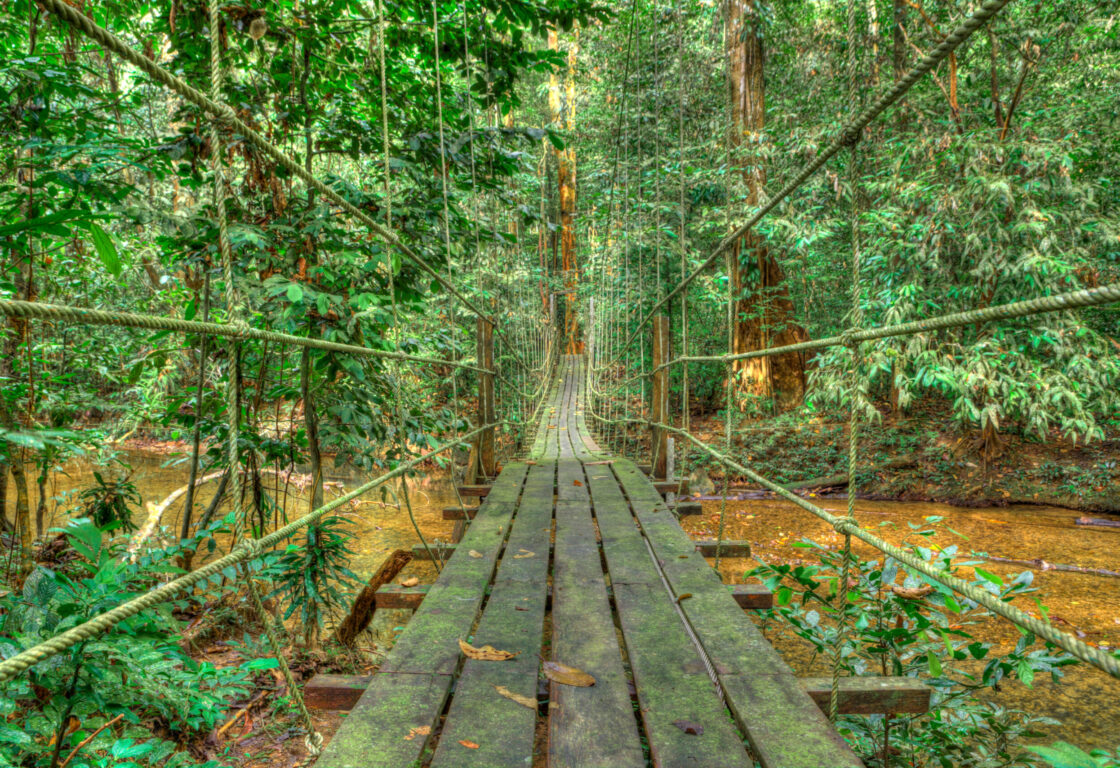 wooden canopy walk in Mulu national park surrounded by trees