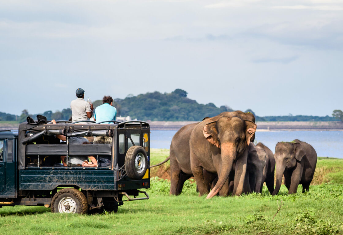 Elephants standing by jeep on a safari-in-Minneriya-Sri-Lanka