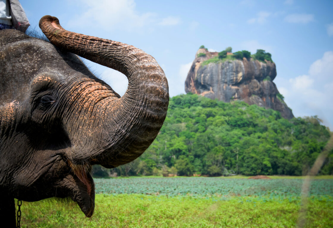 Elephant in Sigiriya lion rock fortress