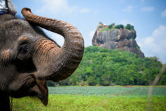 Elephant in Sigiriya lion rock fortress