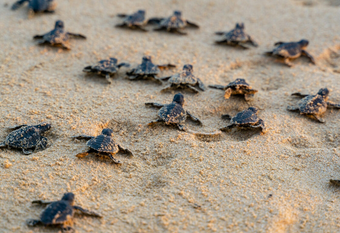 baby turtles in the sand at Rekawa beach in Sri Lanka