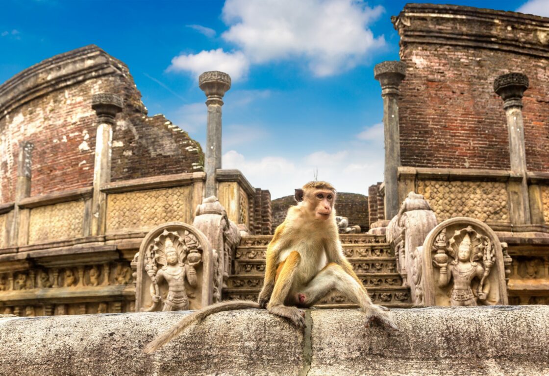 monkey sitting Polonnaruwa Ruins in Cultural Triangle in Sri Lanka