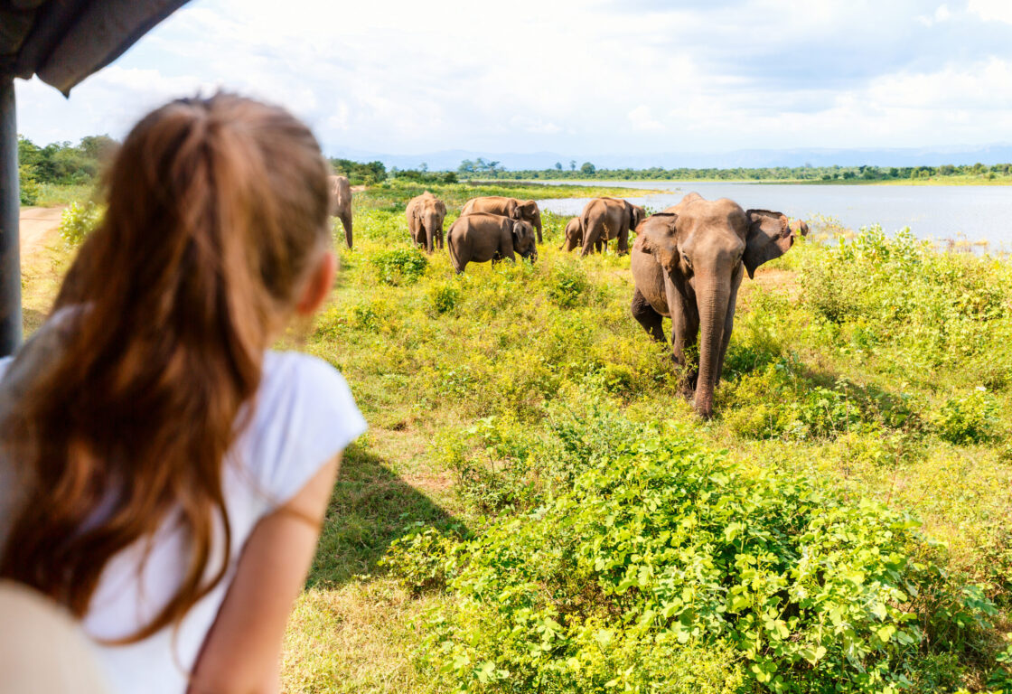 a girl looking at elephants from jeep in Yala National Park