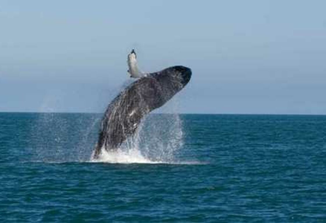 Jumping whales in the ocean