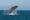 Jumping whales in the ocean