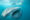 snorkelling with whale shark
