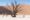 people standing by a dry leafless tree with red sand dunes behind them