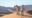 a group of people standing on top of a red sand dune with a guide pointing at animal tracks