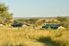 a view from a distance of safari camp and tents scattered a few meters from each other in a dry grass