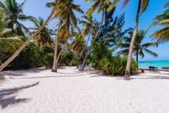 beach and palm trees