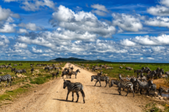 zebras standing in a large herd in Serengeti on a dusty road