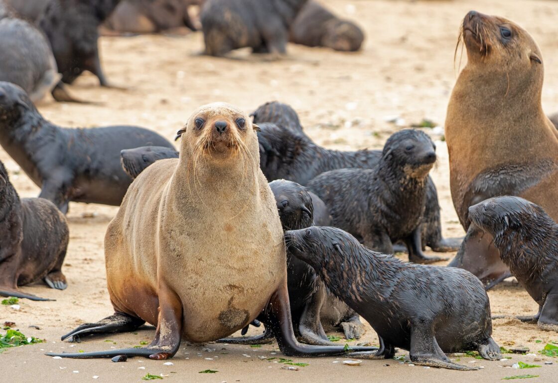 a group of seals on the sand in namibia is made up of two adults and 8 smaller black seal pups