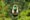 a person in white top and green helmet ziplining into the green forest