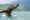 whale in Golfito jumping in the air in the ocean