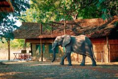 An elephant dappled in sunlight wakling by a straw hut with a wooden thatched roof, inthe background, trees surround, while the elephant walks from right to left towards a dry grassy clearing.