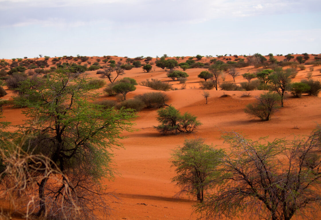 Aerial view of orange desert dotted with green small shrubs and trees for miles against a clear blue sky.