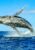Huge humpback whale emerging from the deep sea waters