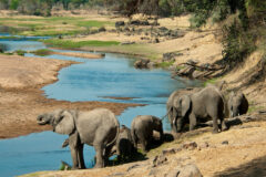 elephant heard scattered around Ruaha river in ruaha national park, tanzania