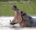 a hippove with mouth wide open bathing in a river