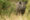 black rhino in the bush