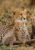 cheetah family in the afrcian bush with two cubs and mum