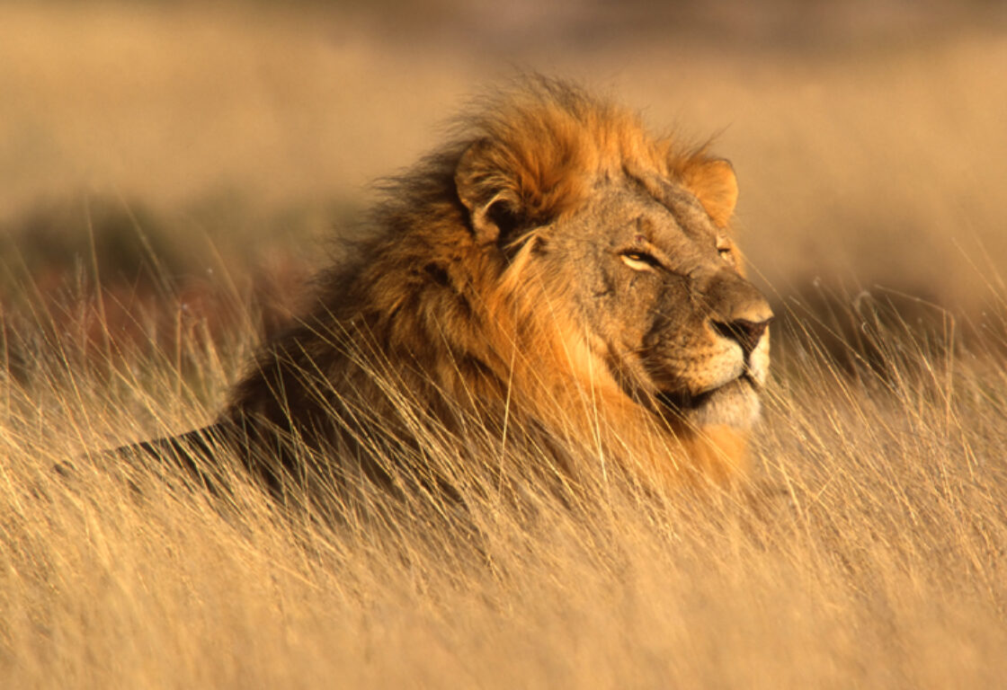a large proud looking lion lying in the tall dry grass sunbathing his face
