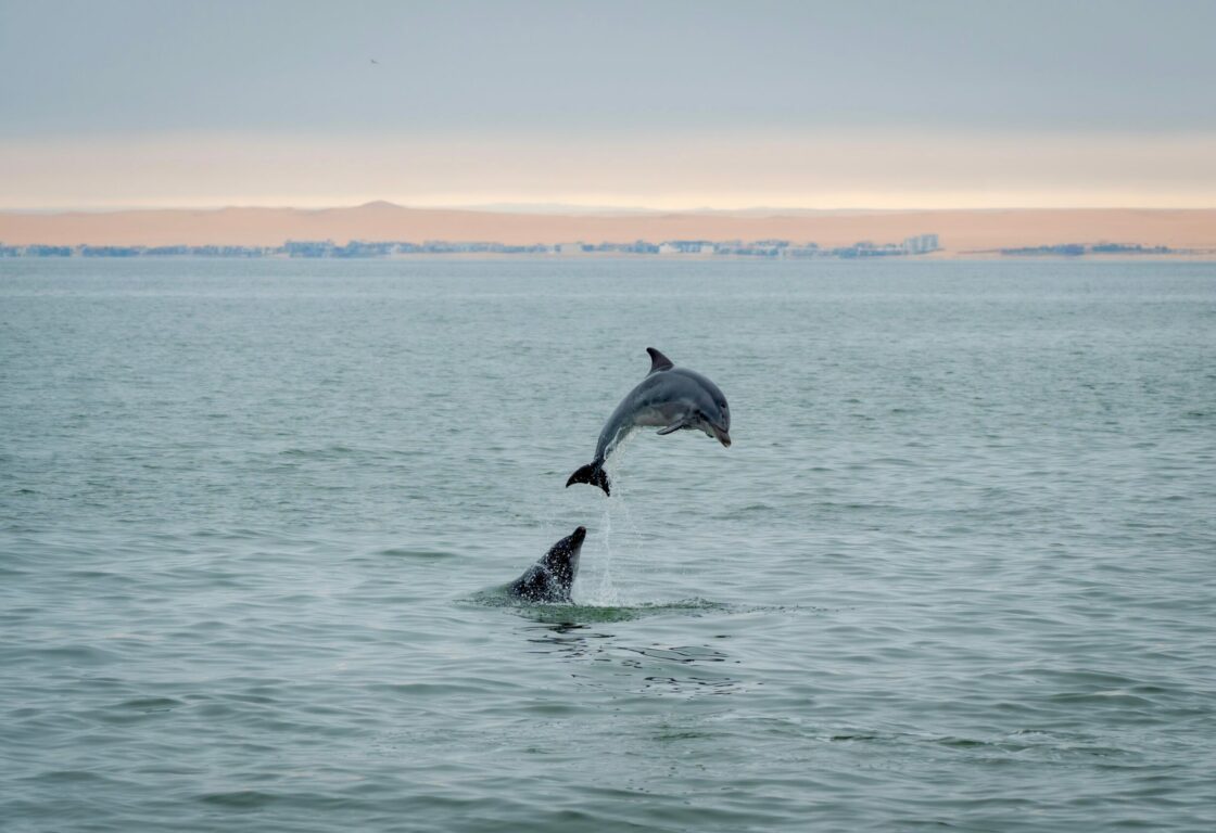 dolphin jumping out of water while sun sets on the desert horizon
