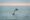 dolphin jumping out of water while sun sets on the desert horizon