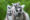 a group of lemurs looking at the camera