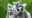 a group of lemurs looking at the camera