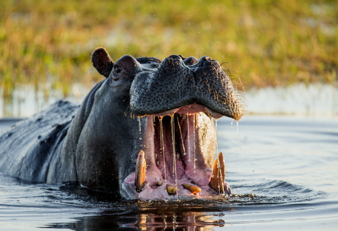 A hippo half submerged in water opens its huge jaw, baring its yellow and black teeth. In the background is grassy marshland.