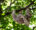 a sloth hanging in a tree against a green forest background
