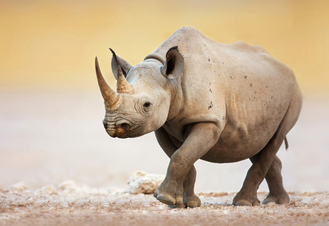 Black rhino walks on salty plains
