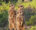 Meerkats in the wild recently emerged from burrow in the early morning, sunning themselves and bonding before foraging. Oudtshoorn, Western Cape, South Africa