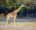 A giraffe walks through a dry dirt clearing. behind him and above his head are green leafy trees.