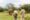 a small girl and a safari guide watch a rhino grazing on grass during a safari holiday